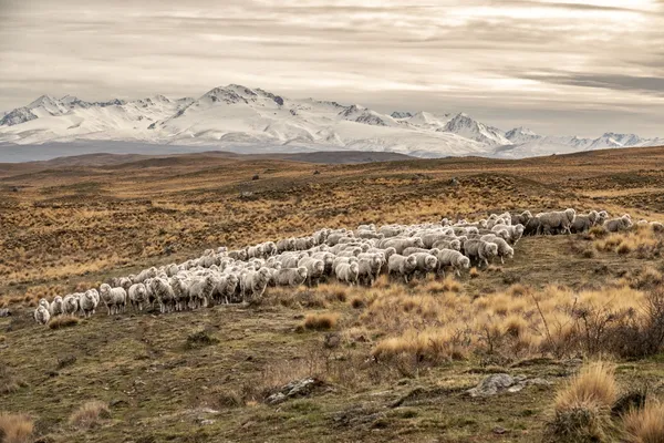 Farm Tours Lake Tekapo Irishman Creek Station